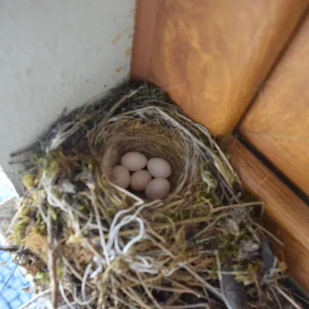 Quinta Da Boa Ventura 4* Bragança