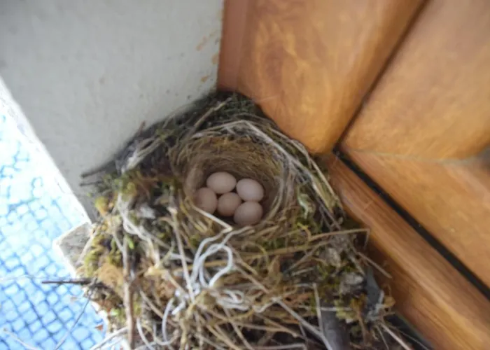 Quinta Da Boa Ventura 4* 바라간카